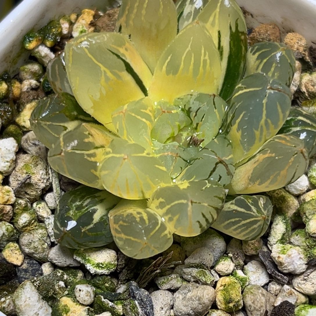 十二卷多肉植物2062日出