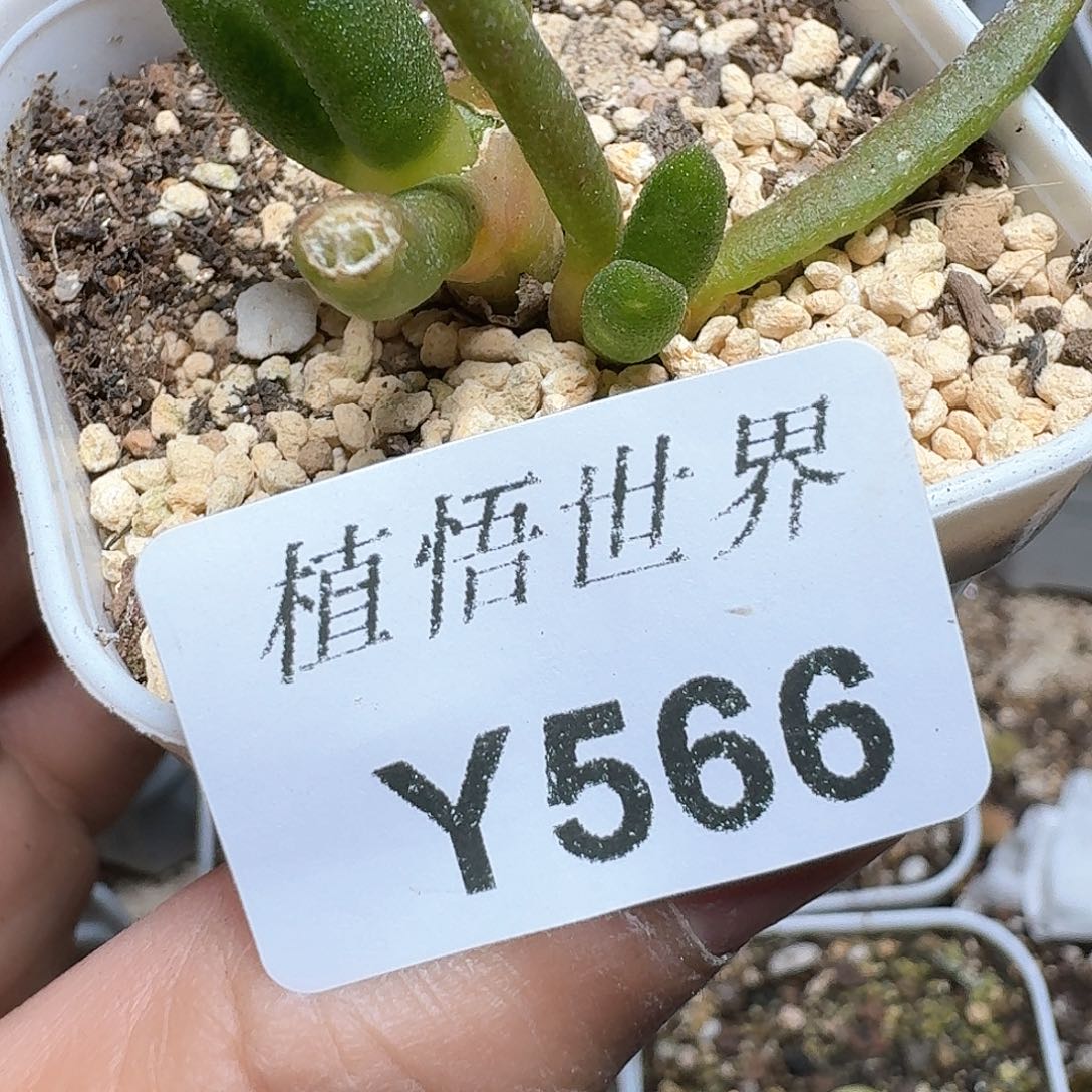 566号多肉植物哇d f