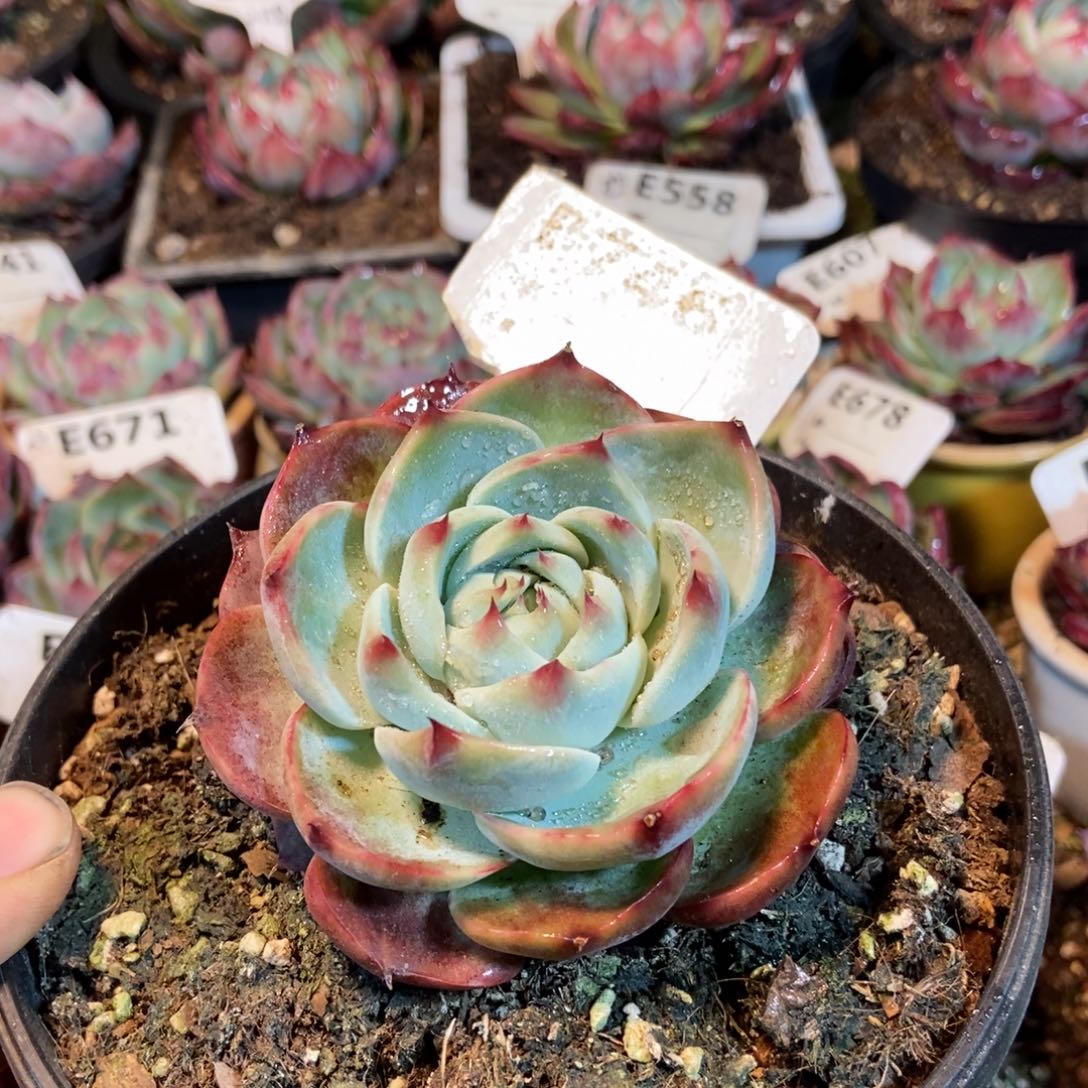 惊鸿一瞥746号楼