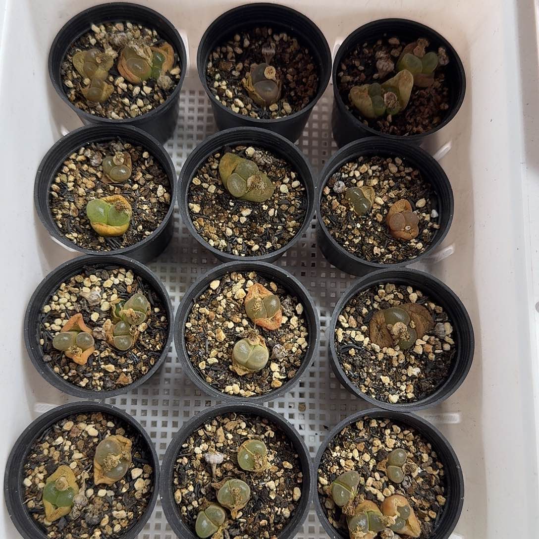 老马生石花风铃混1518