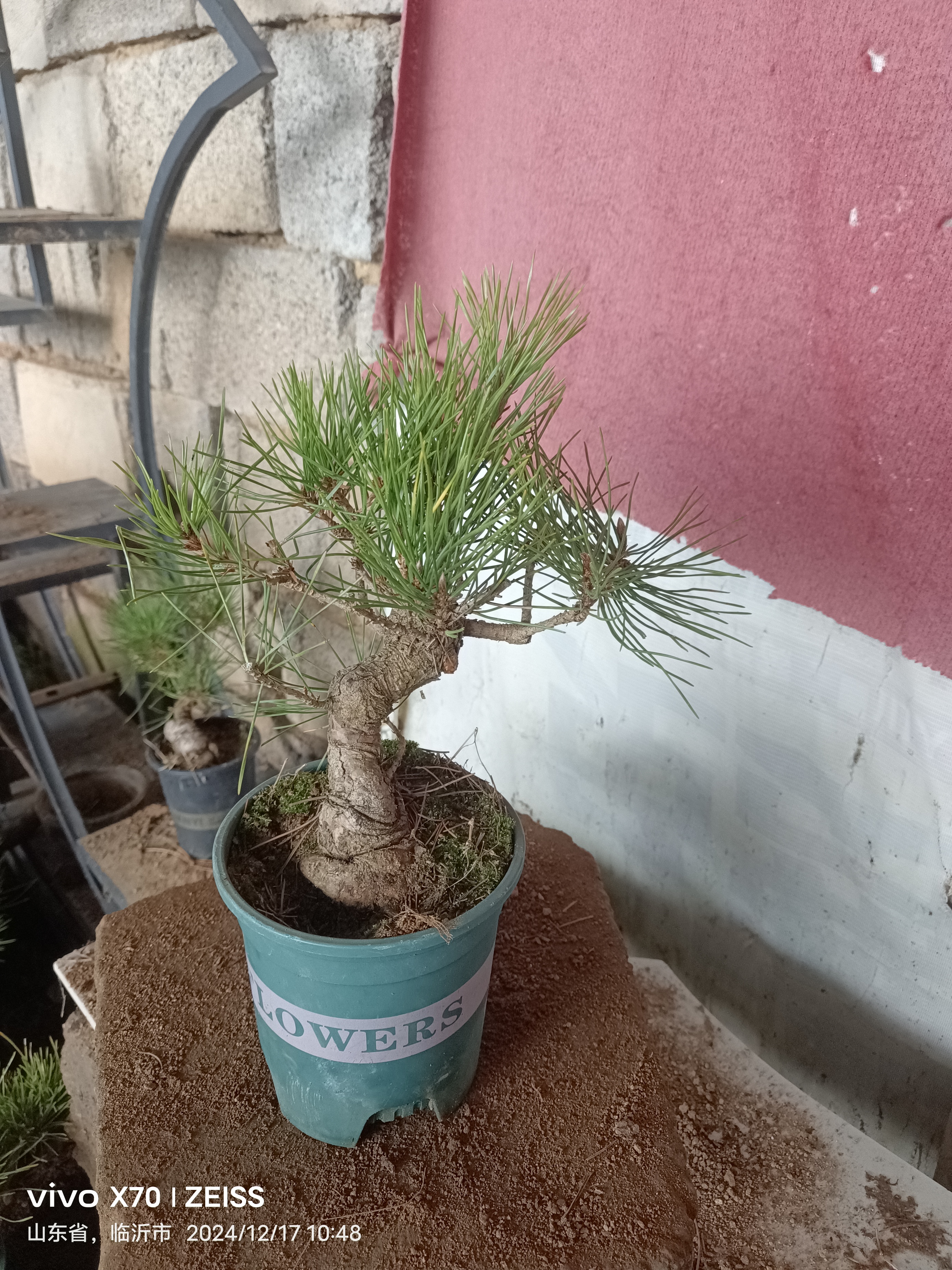 黑松盆景素材四季常青庭院阳台美化环境