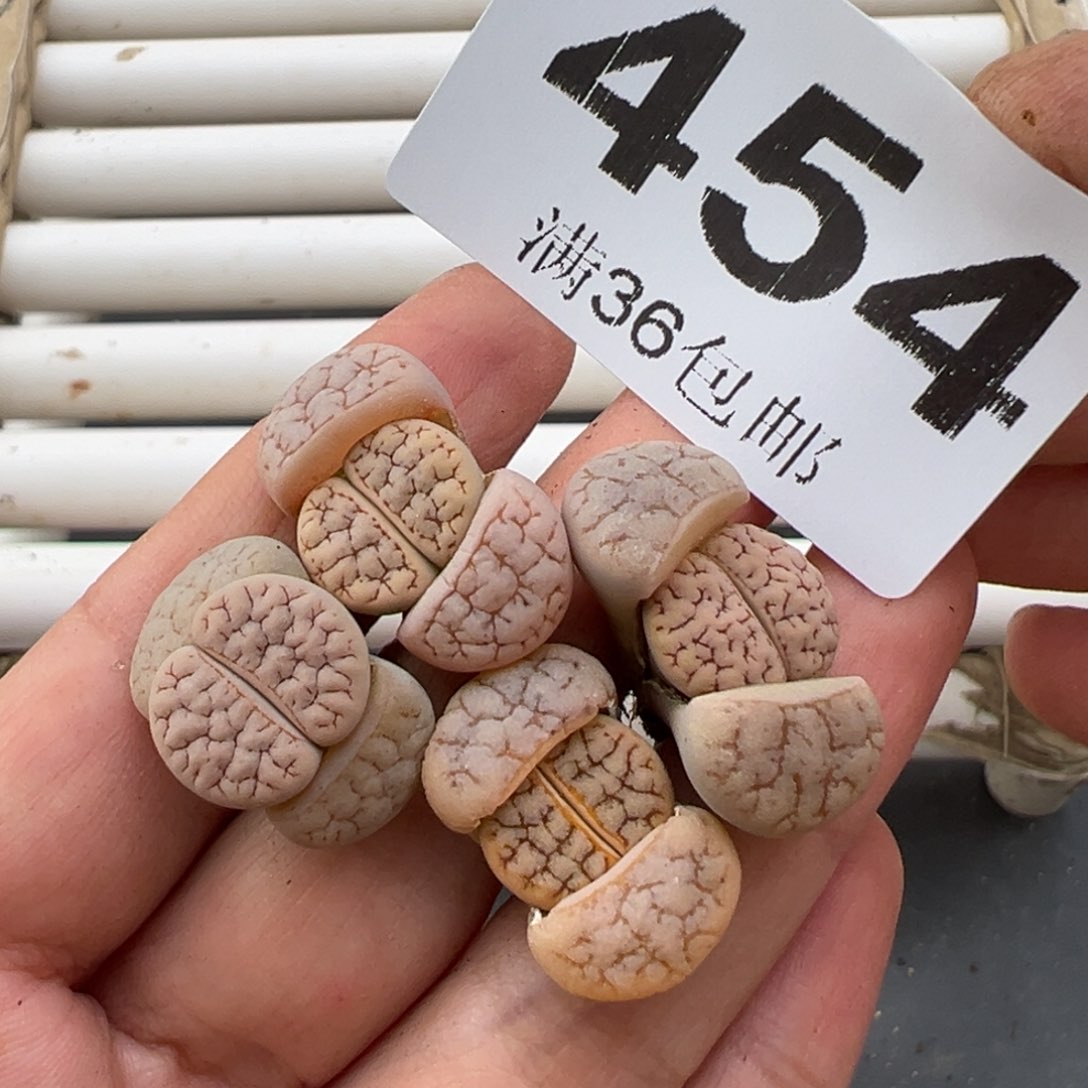 3.7好看的多肉脱土发货454