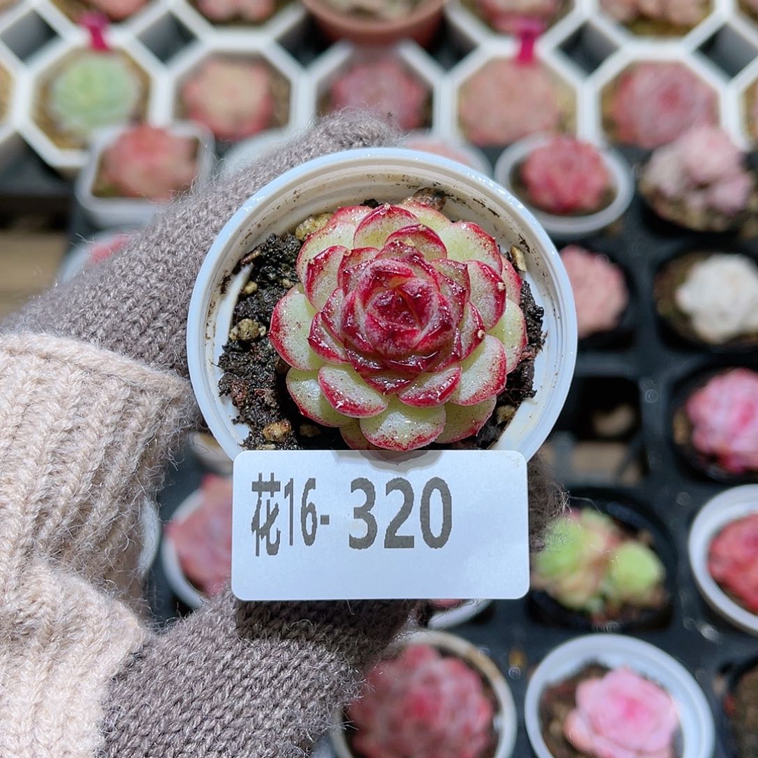 花利美16-320新品