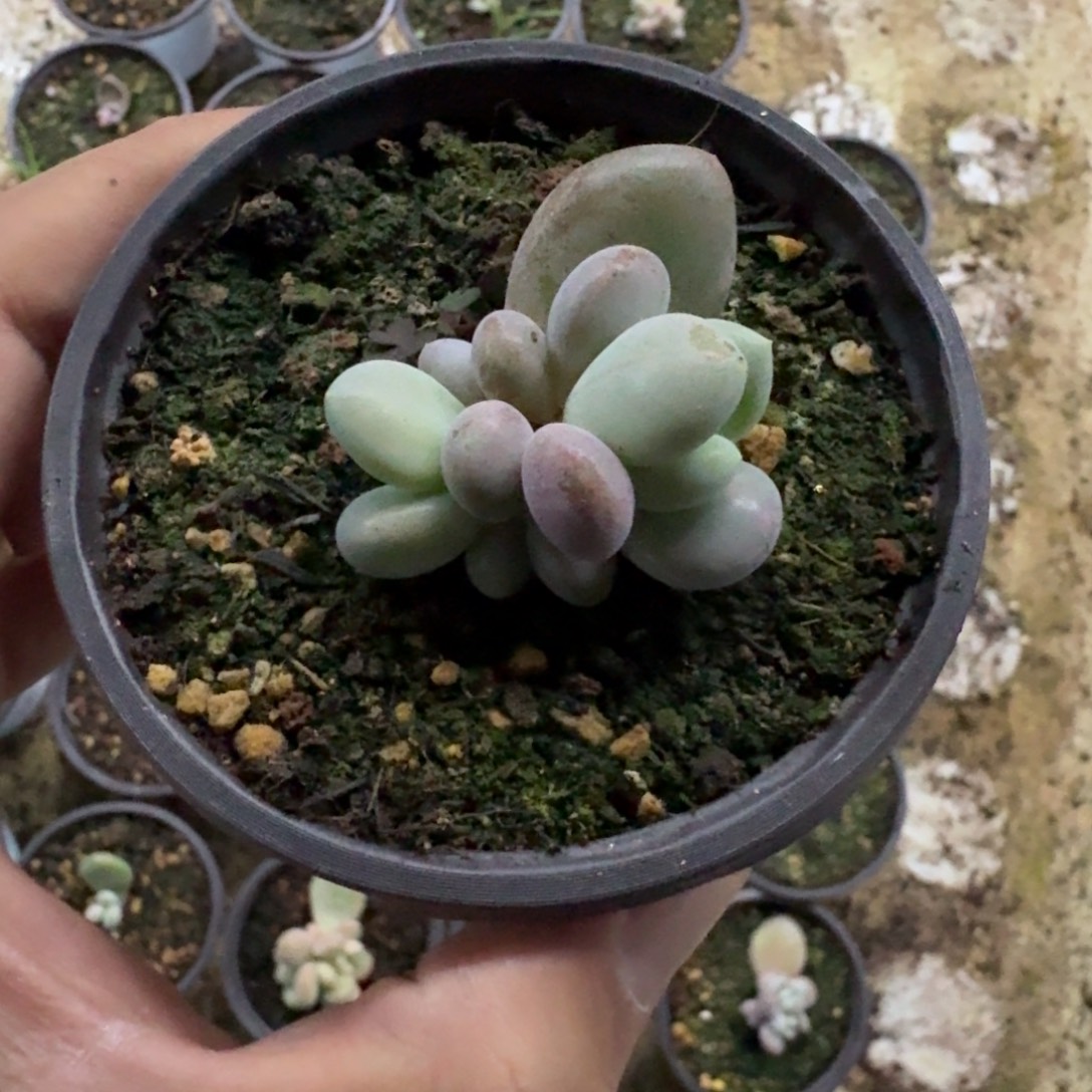 奶龙 叶插 一物一拍