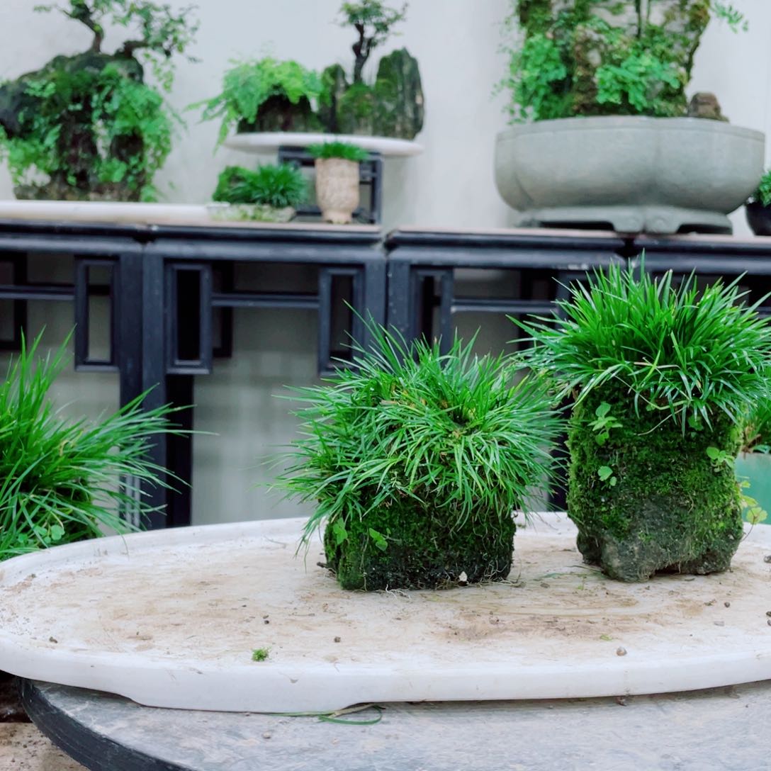 无铅玻璃凡**烦铁线蕨的一个分支