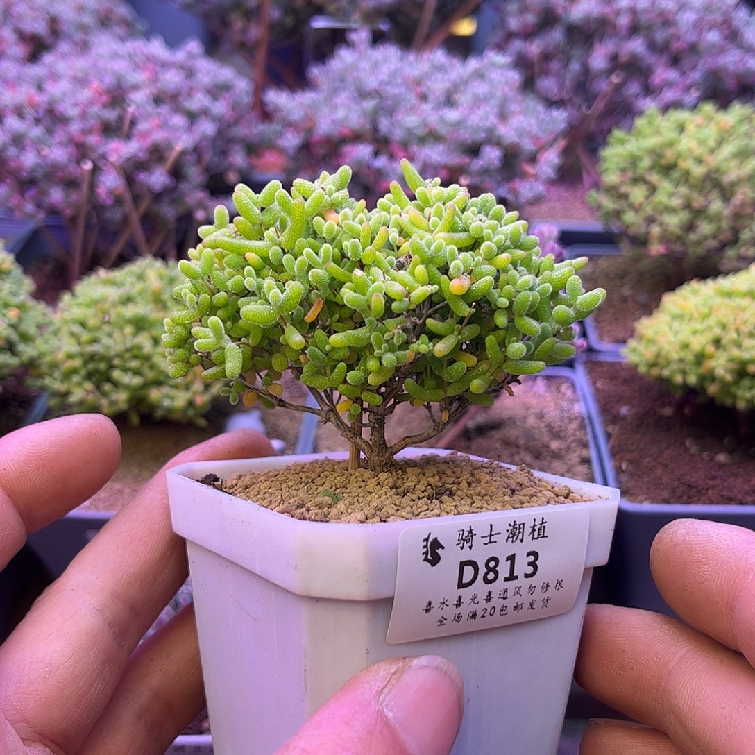 813蜜橘糖球枝干番杏