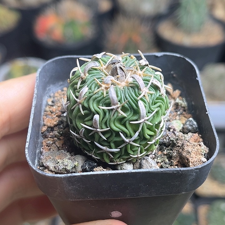 太刀岚实生球3公分