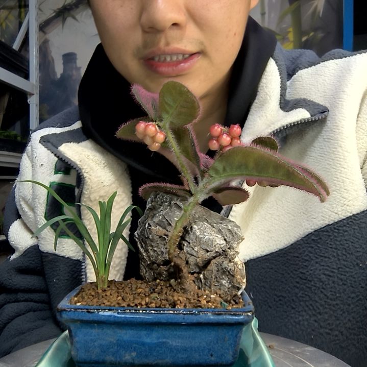 郭*中青园艺一物一拍188