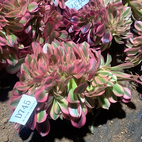 745鲸落多肉缀化