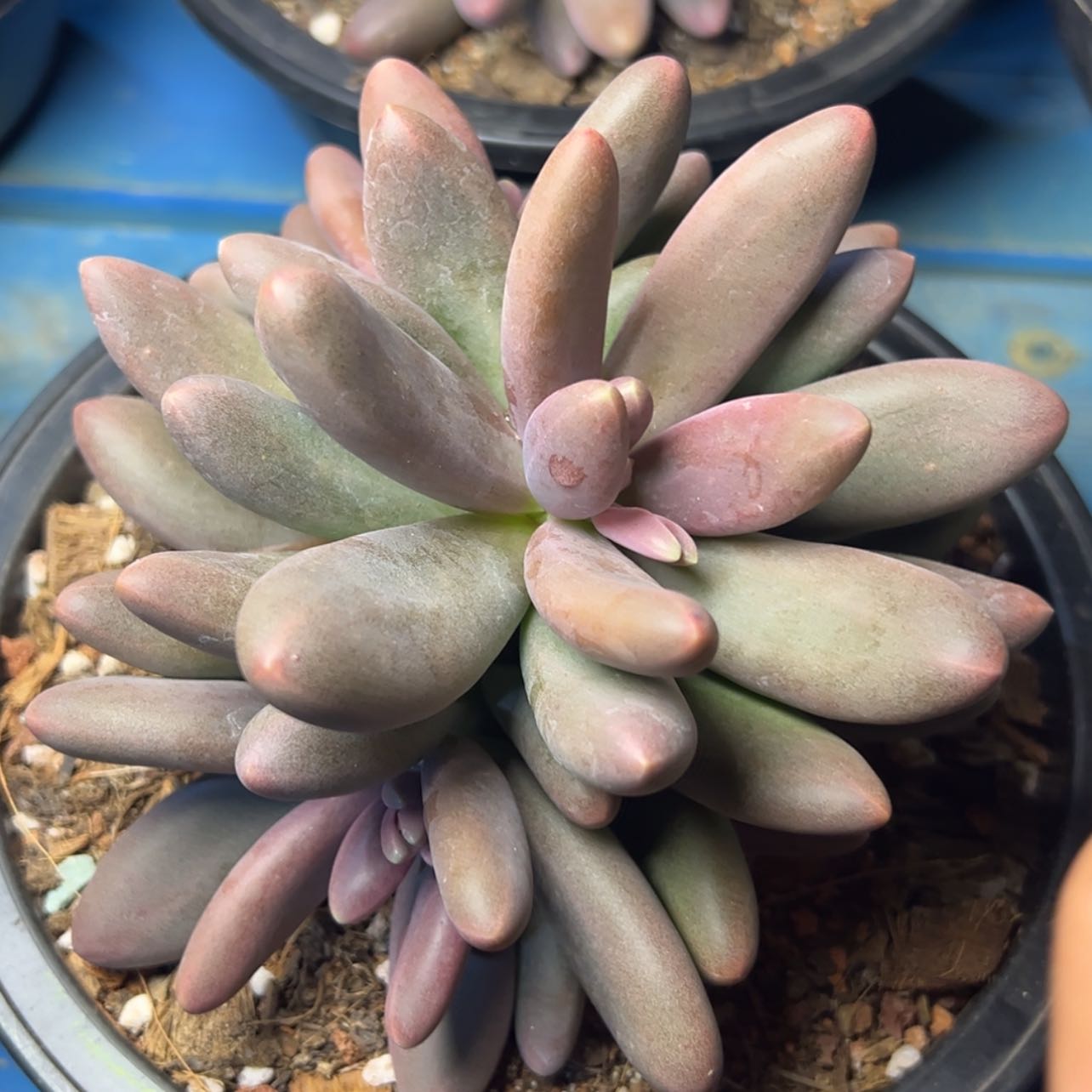 【闪购商品】糖果美人多肉29.8