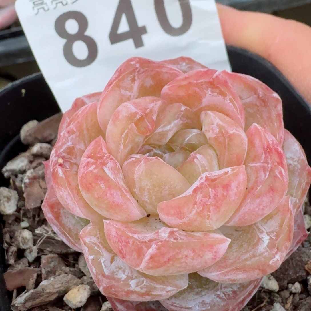 石化霜花         精品多肉