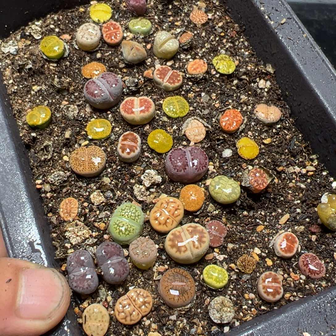 【闪购商品】 506。    