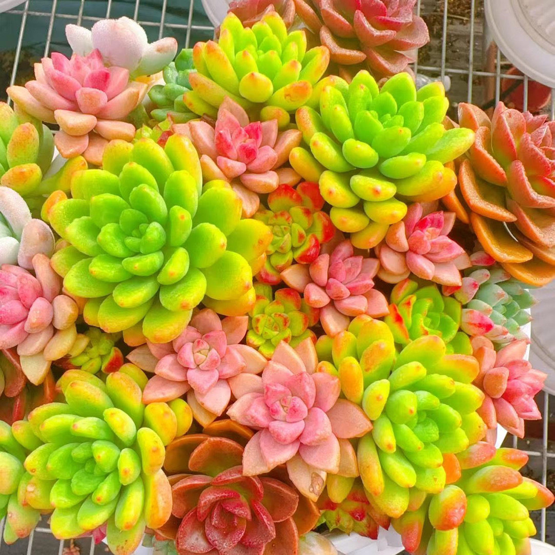 X 多彩拼盘+罗马盆 多肉植物 带盆带土栽好种好 好养耐活 