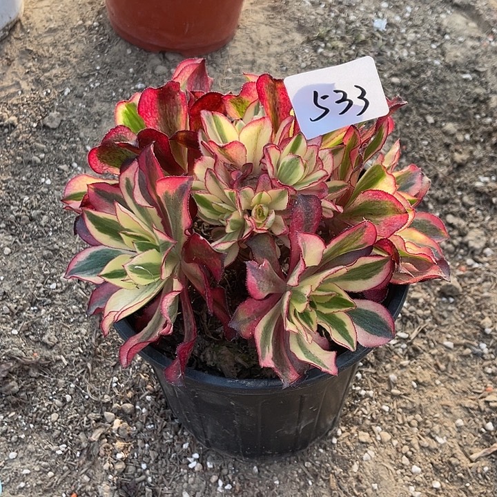 法师植物魅影法师533