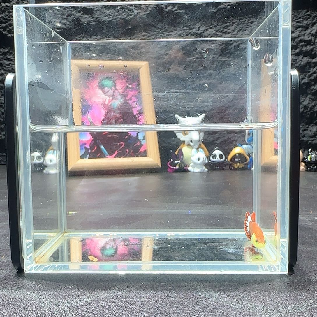 斗鱼十二月二十七