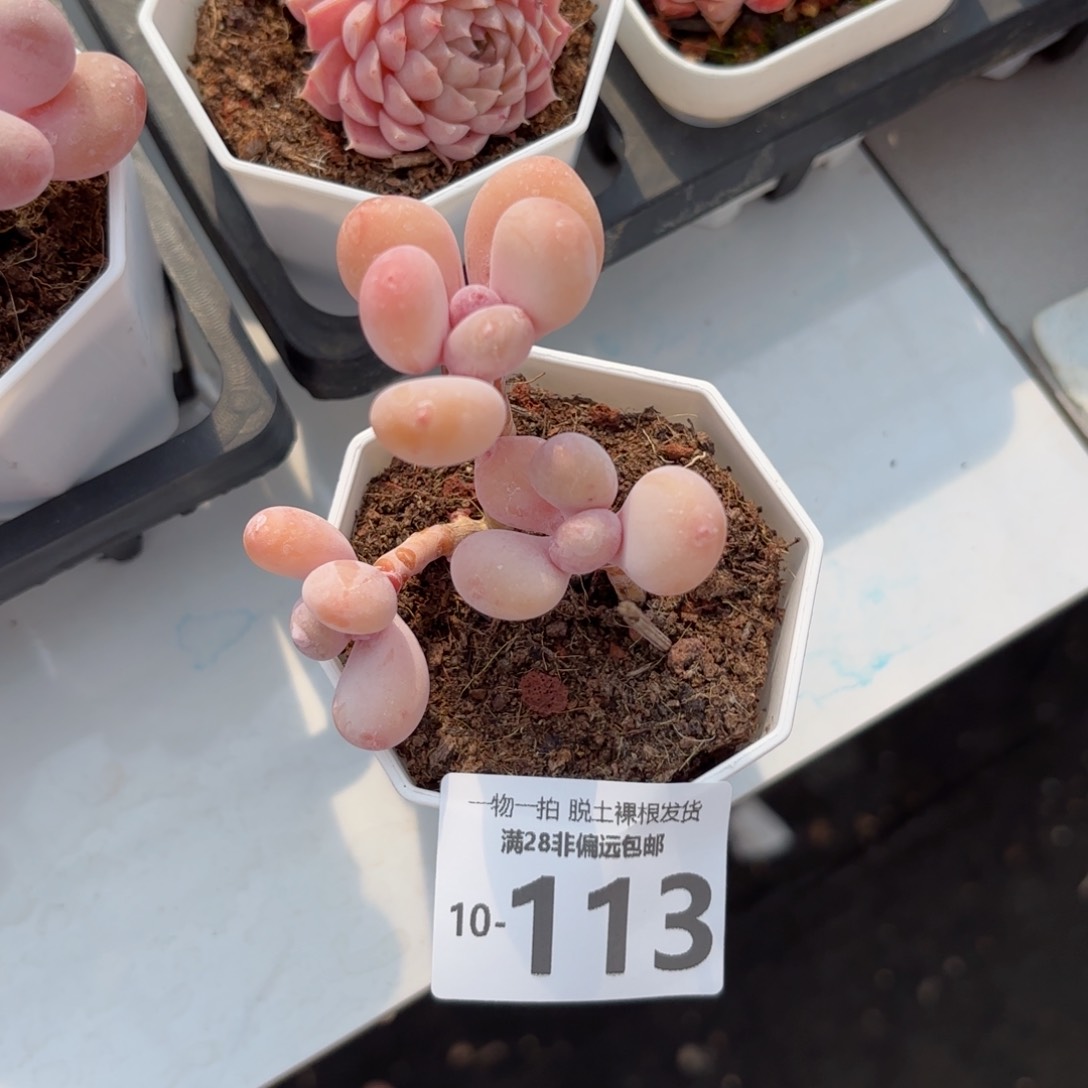 蛋黄奶多肉多肉多肉