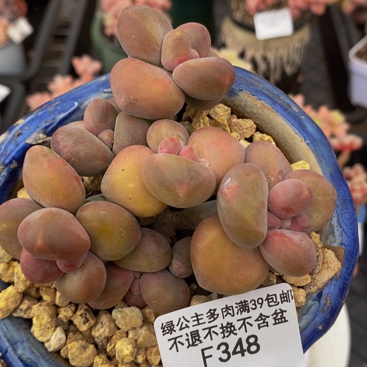 芒果kk奶9cm348多肉植物