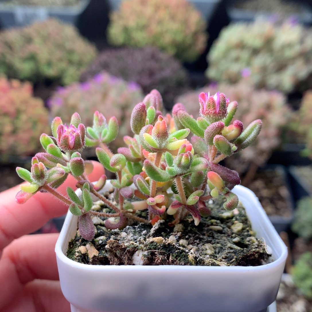 623红宝石阴阳锦 。