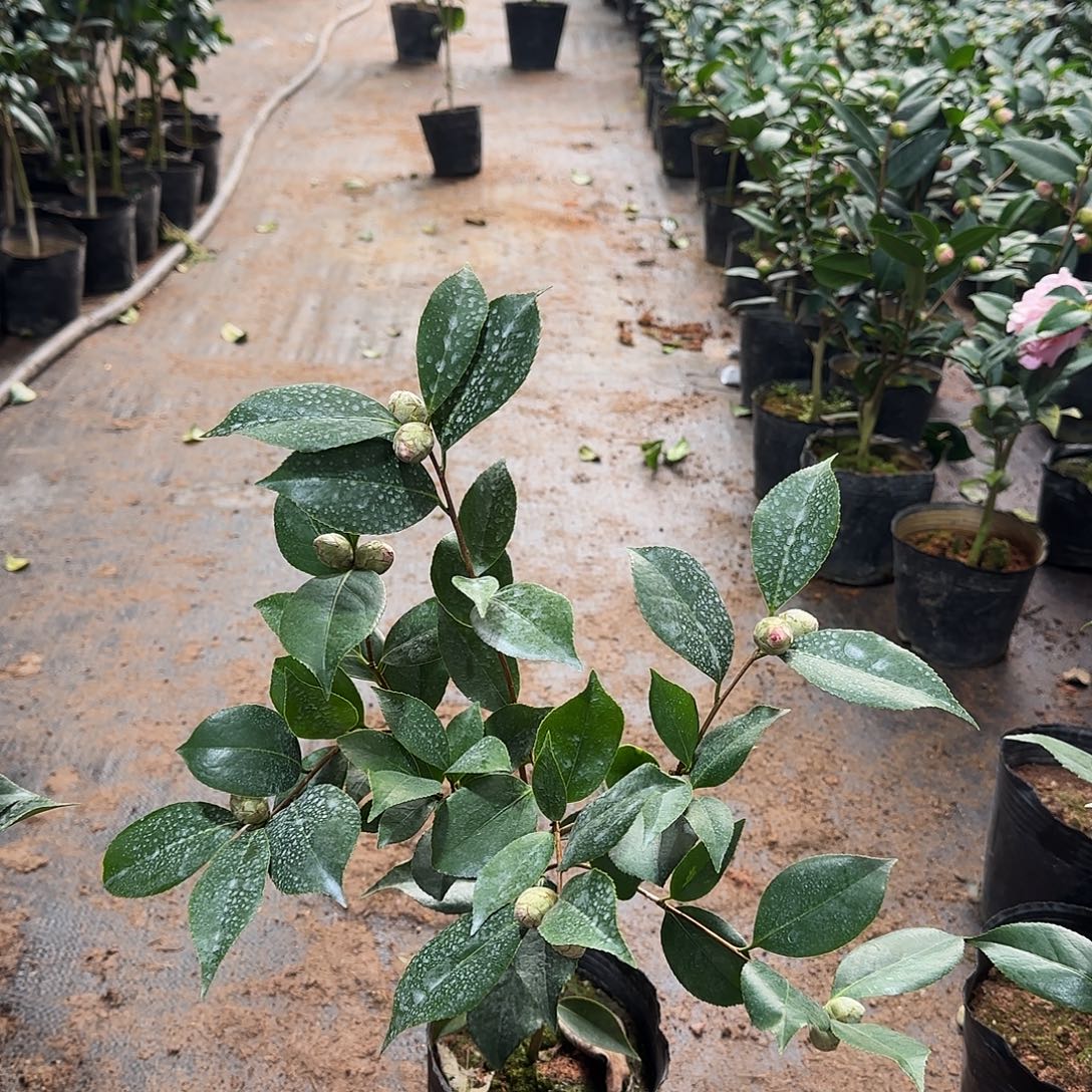 一***子完全开放3162五色赤丹