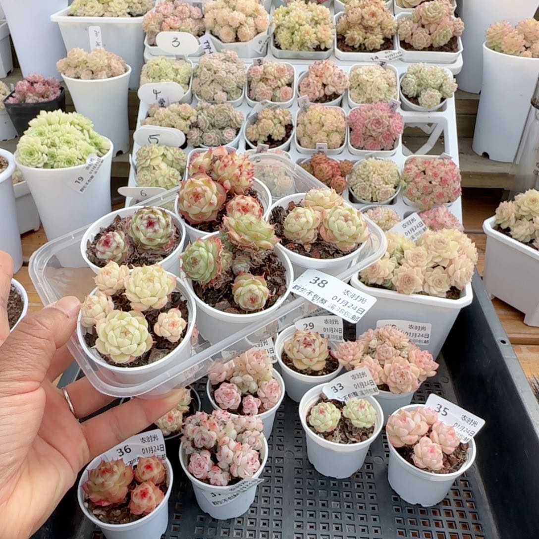 海***宝【闪购商品】0124-38海王打包（散的