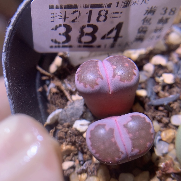 精品生石花218.384