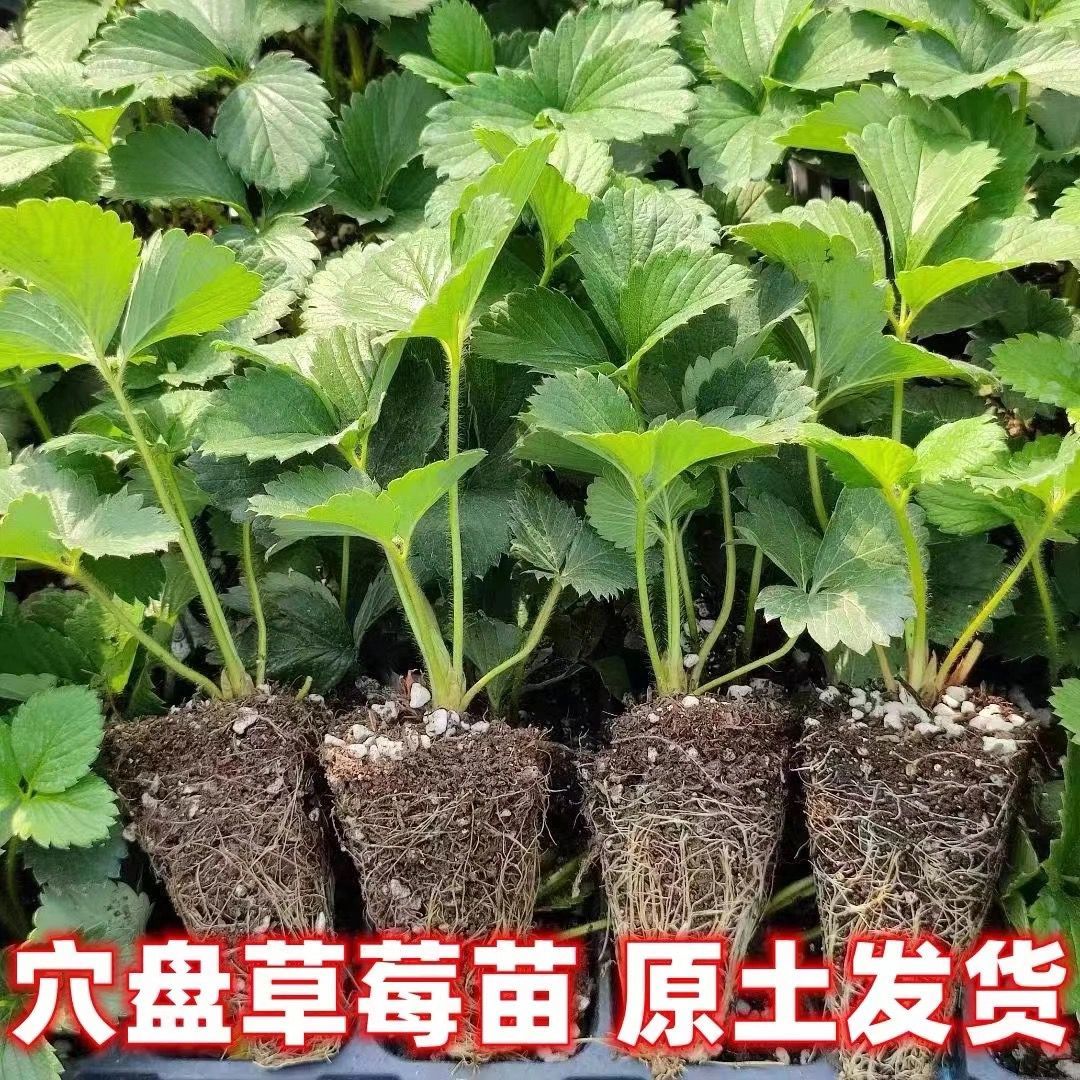 （4颗包邮）四季奶油草莓苗穴盘苗红颜白莓真红美玲南北方阳台盆栽
