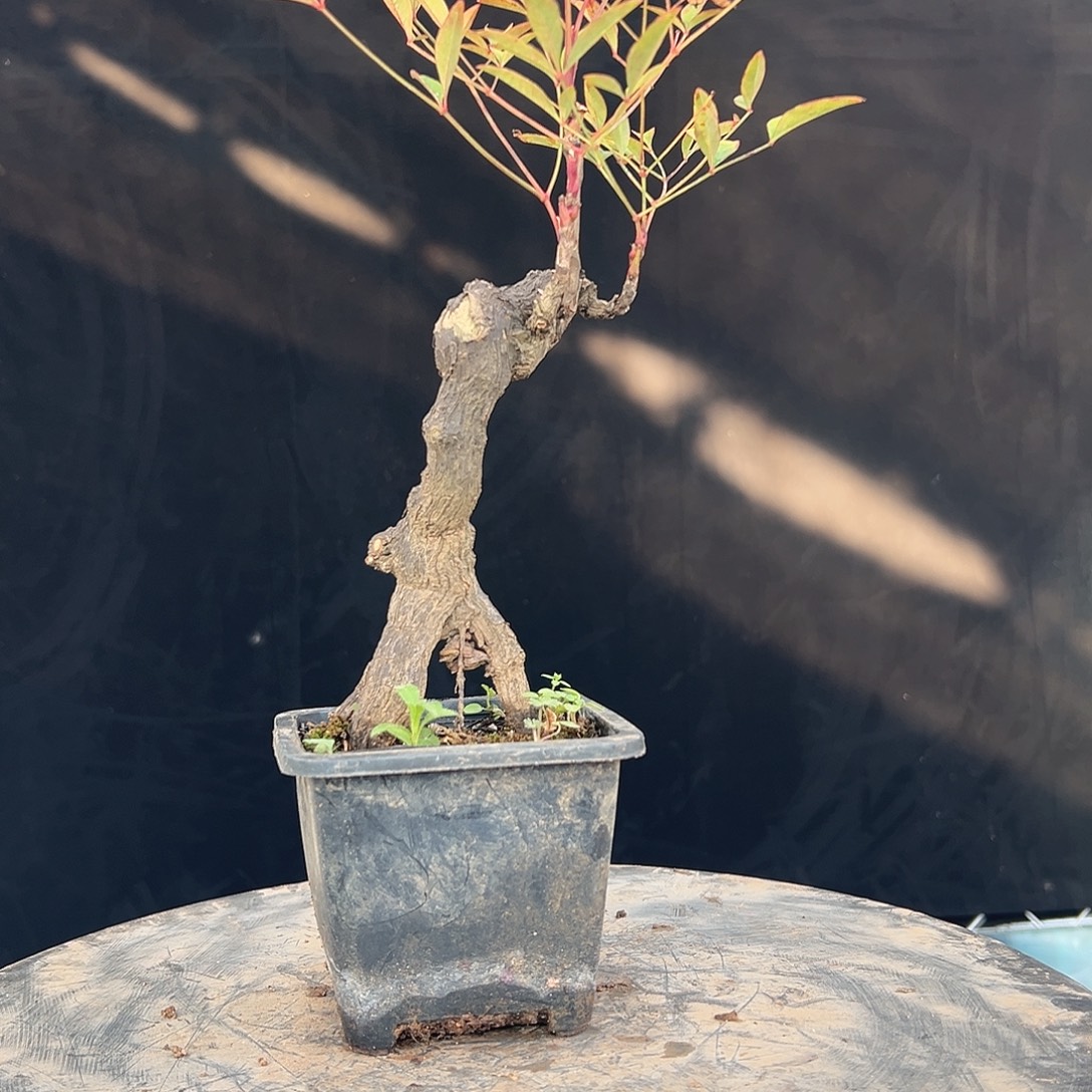 不开花植物00000000024