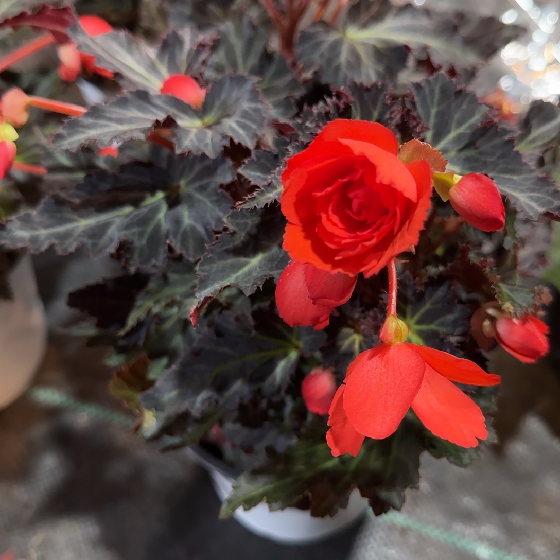 母本白盆珊瑚红 球根海棠