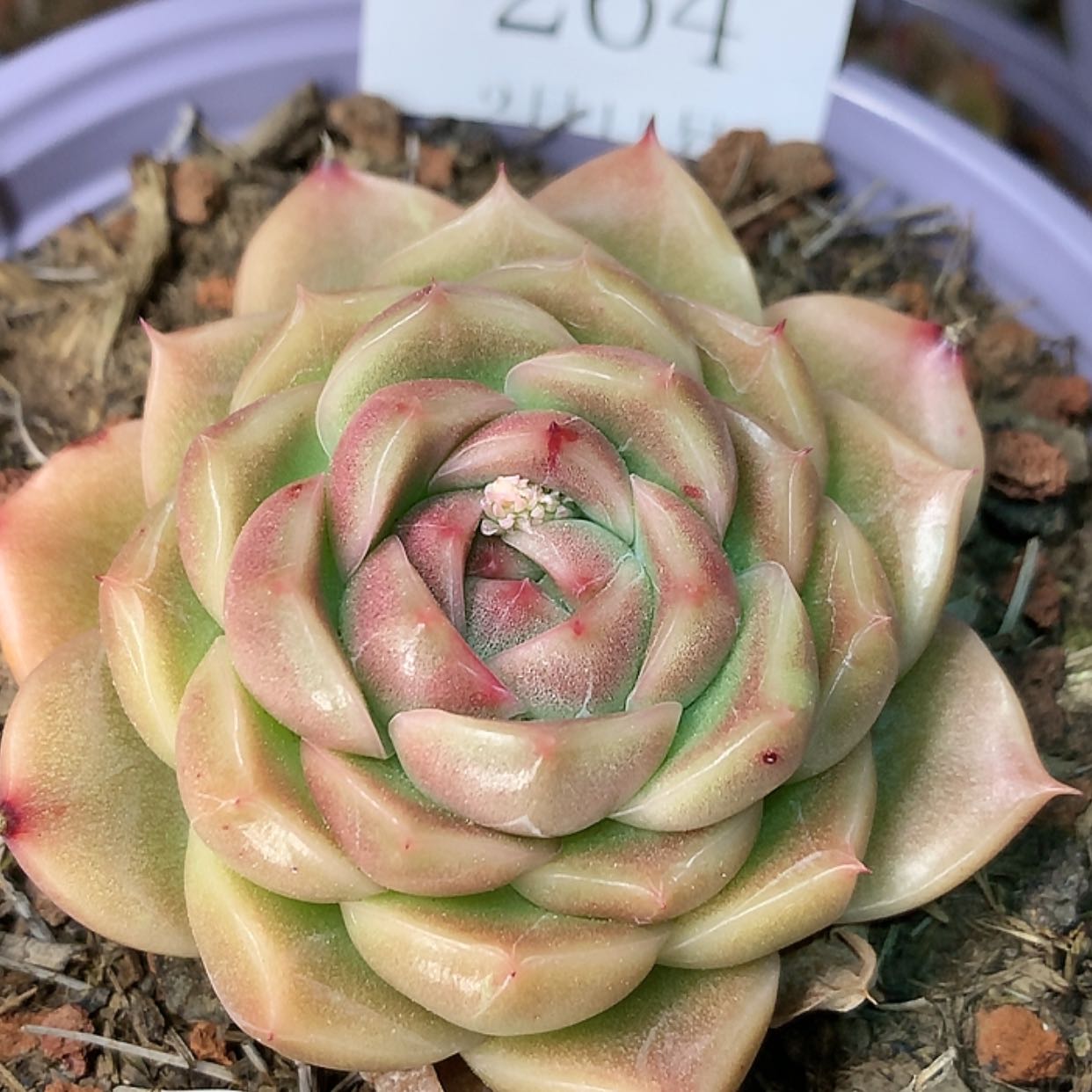 【闪购商品】云264