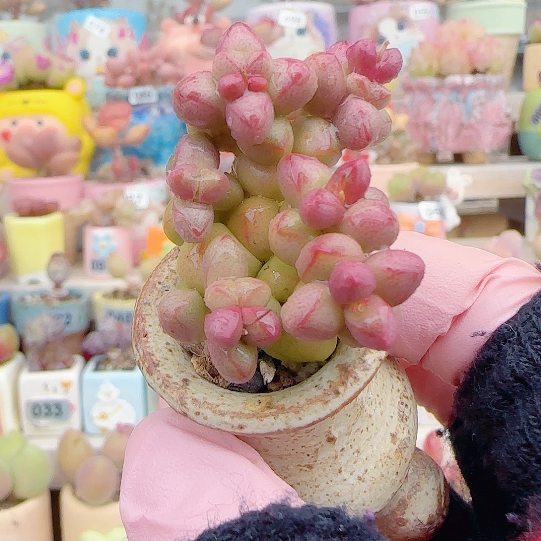 L 小紫球 盆口3cm