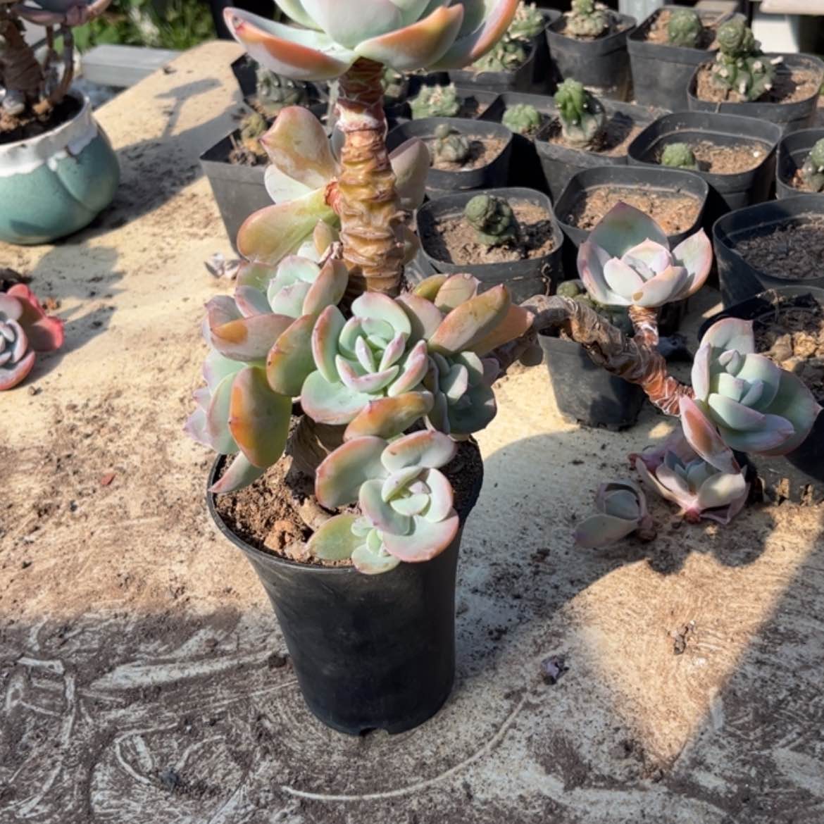 【闪购商品】无花朵晨*