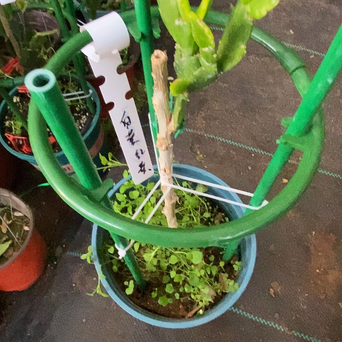 娟***完全开放叶仙嫁接一物一拍