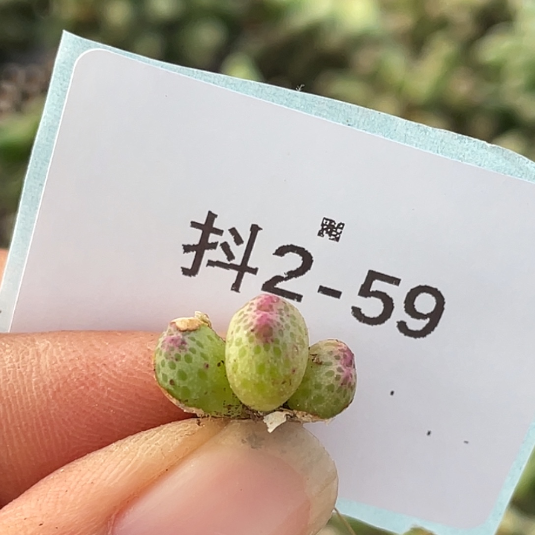 2-59草莓斑马苗肉锥