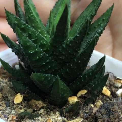 松塔掌带盆发货哈哈哈哈