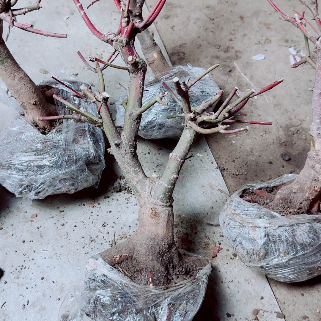 用***4无花朵出星星老桩