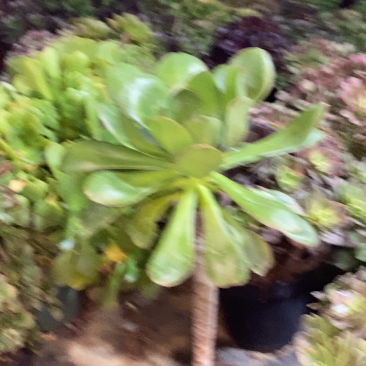 燕姿多肉植物19。  