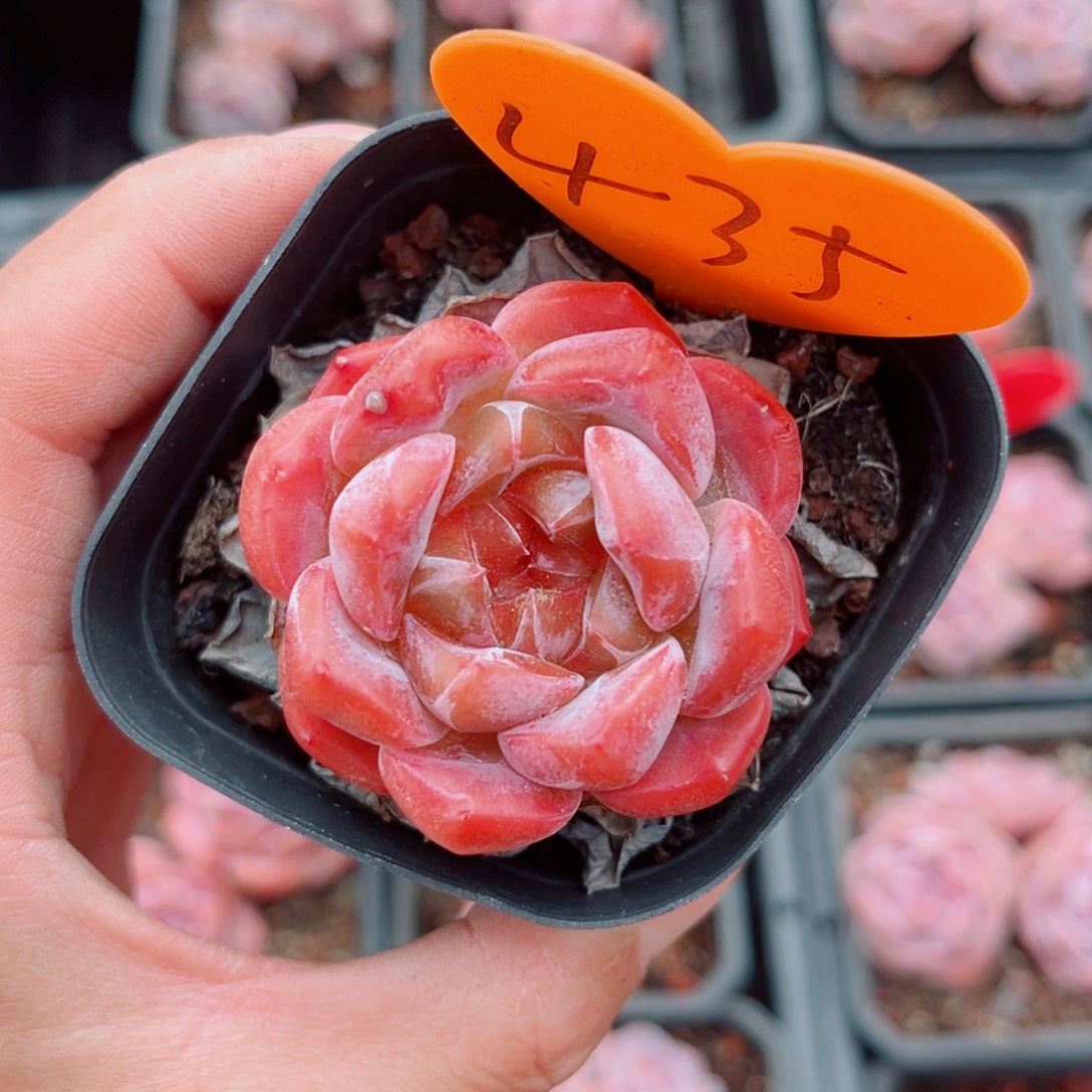 用***9435号小老桩糖心单头