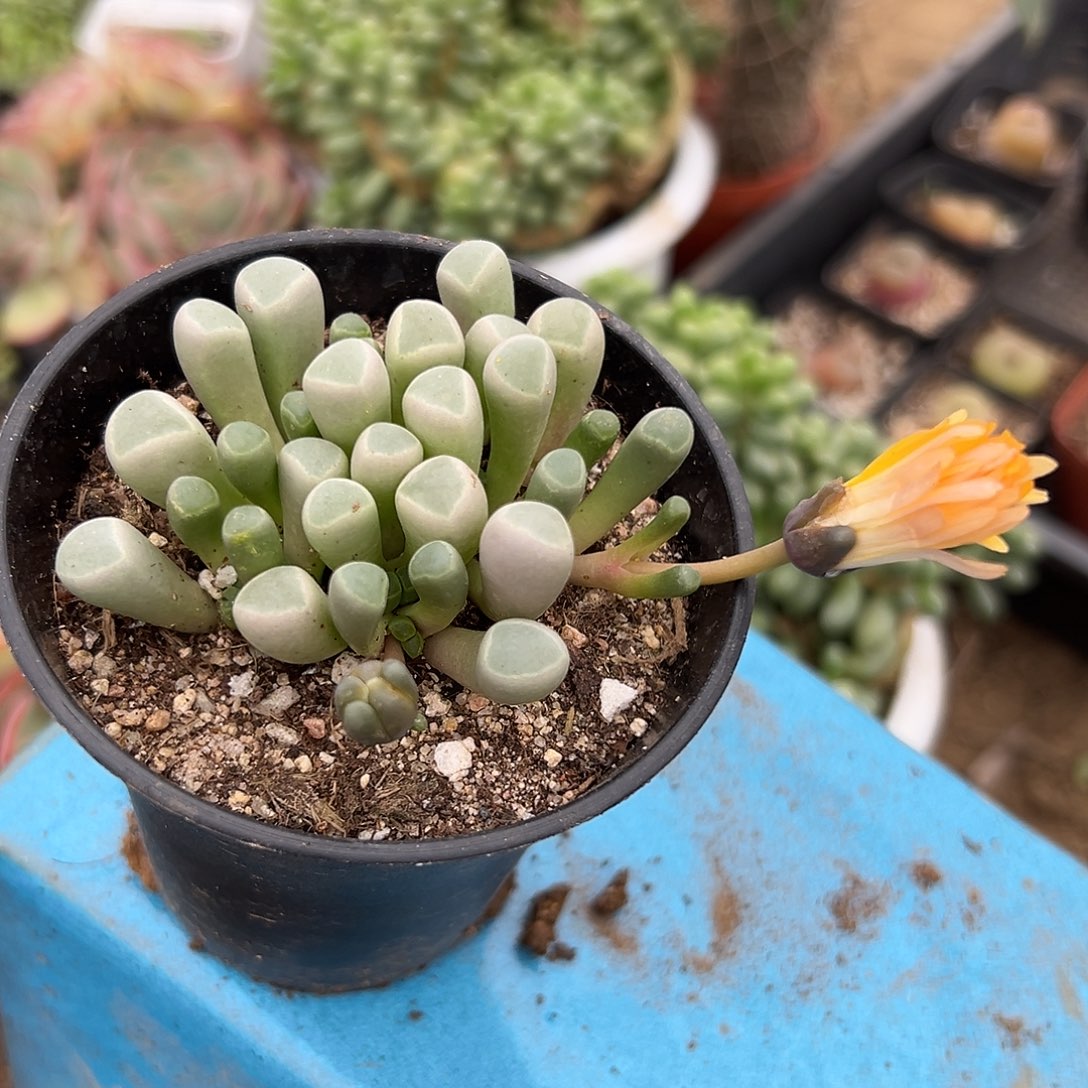 多肉植物五十灵玉