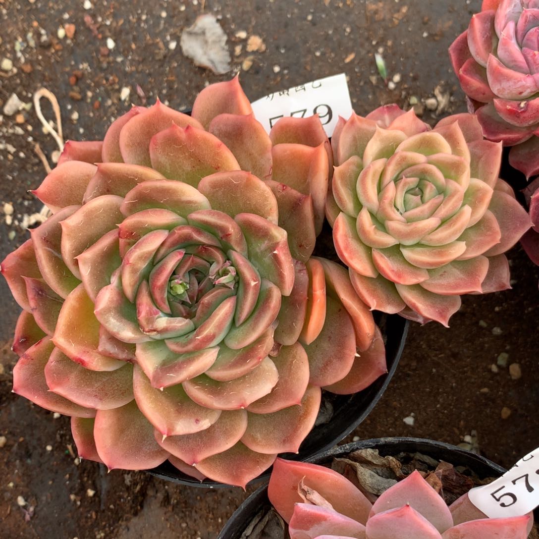 579新年快乐发发发