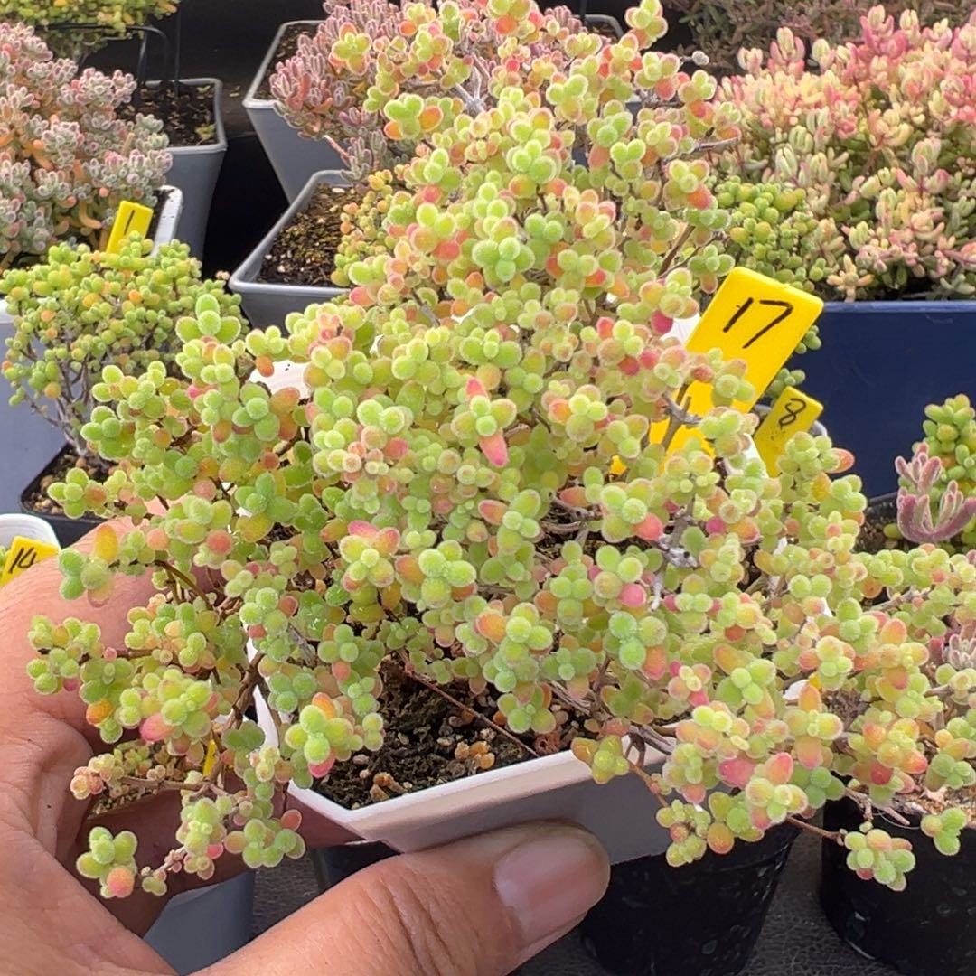 风车造型17号7cm盆