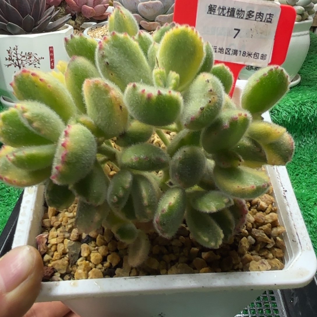 解忧多肉植物编号7