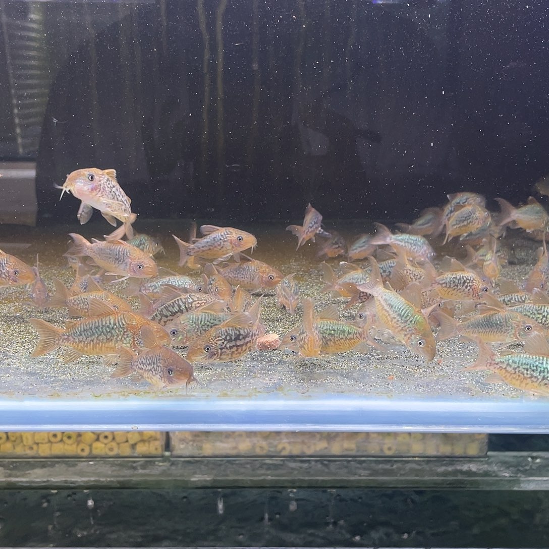 鼠鱼3只 极品爆花潘鼠5-6 不包邮 偏远不发