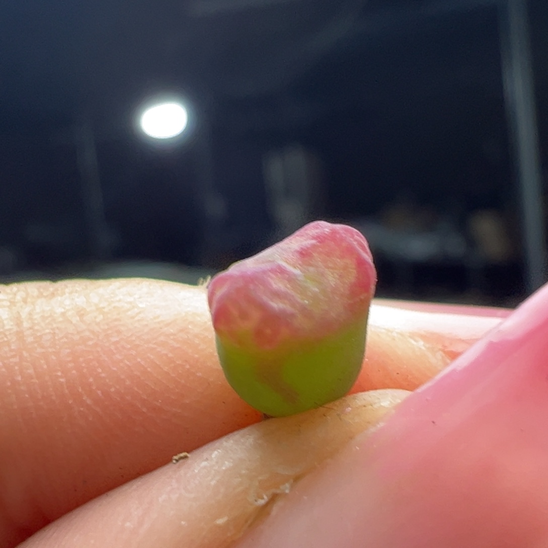 茶***手樱姬杂桃杂铅笔画多肉