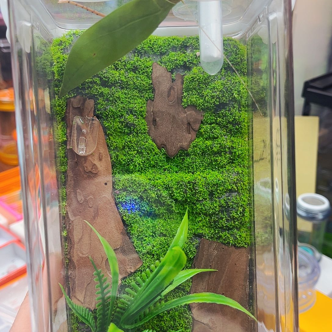 生态箱➕海南素贝送柬竹