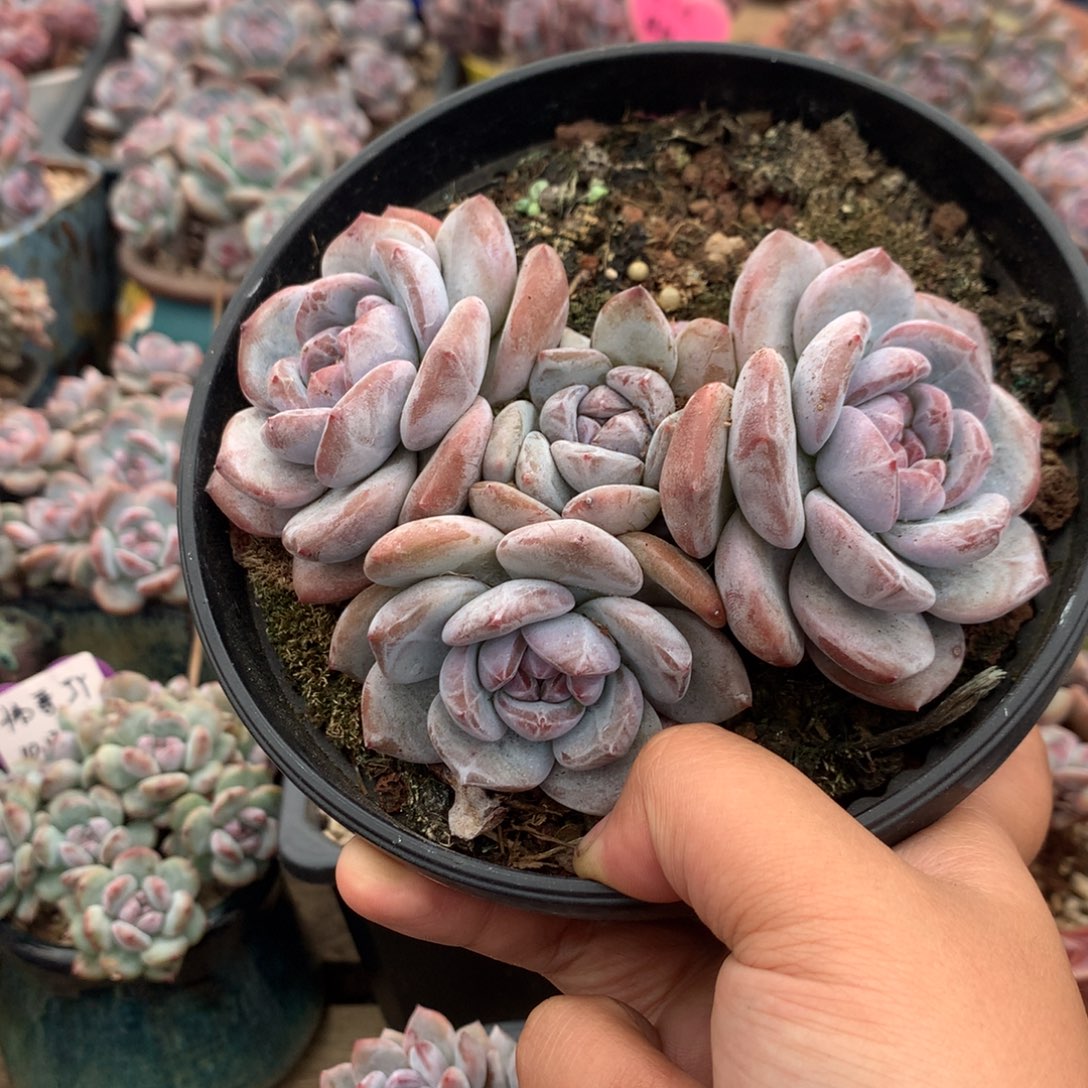 无砍哈哈哈哈哈哈4