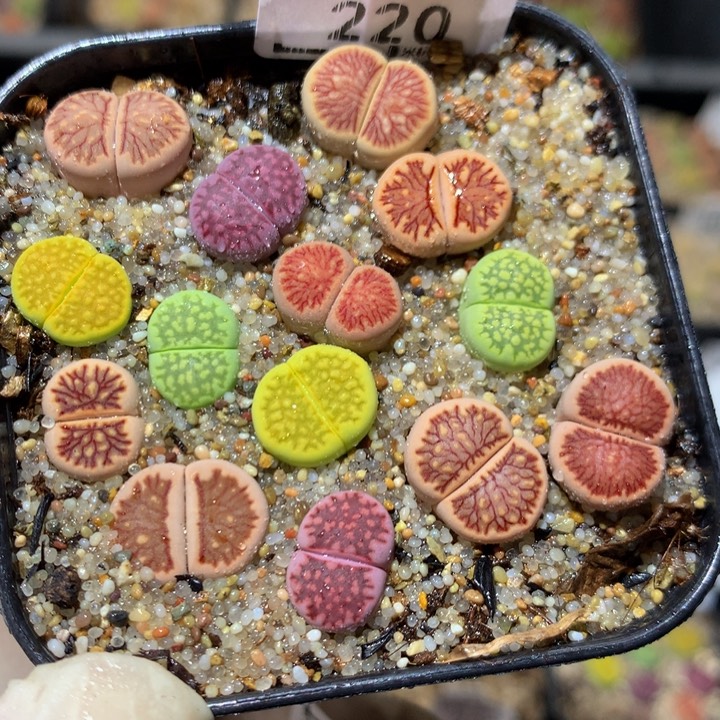  zzz精品生石花220