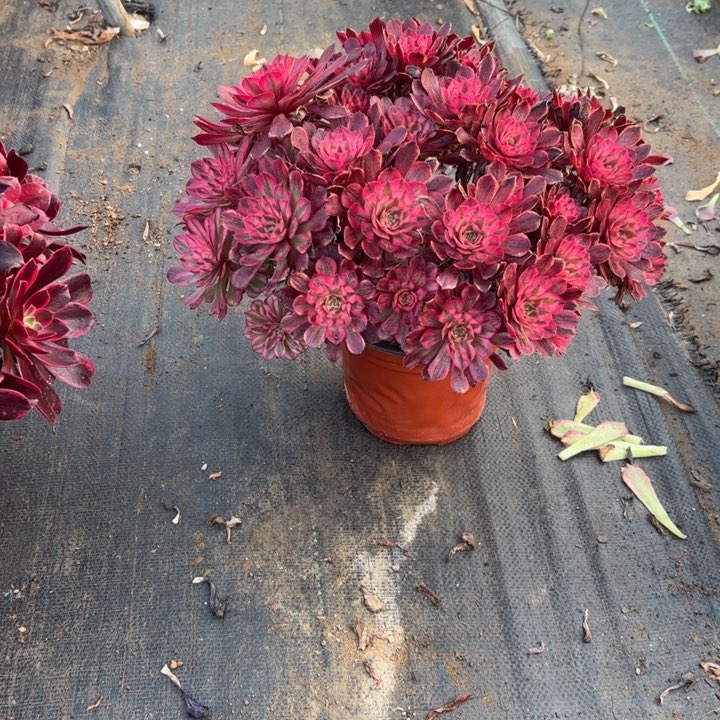 25红铜壶白多肉多肉