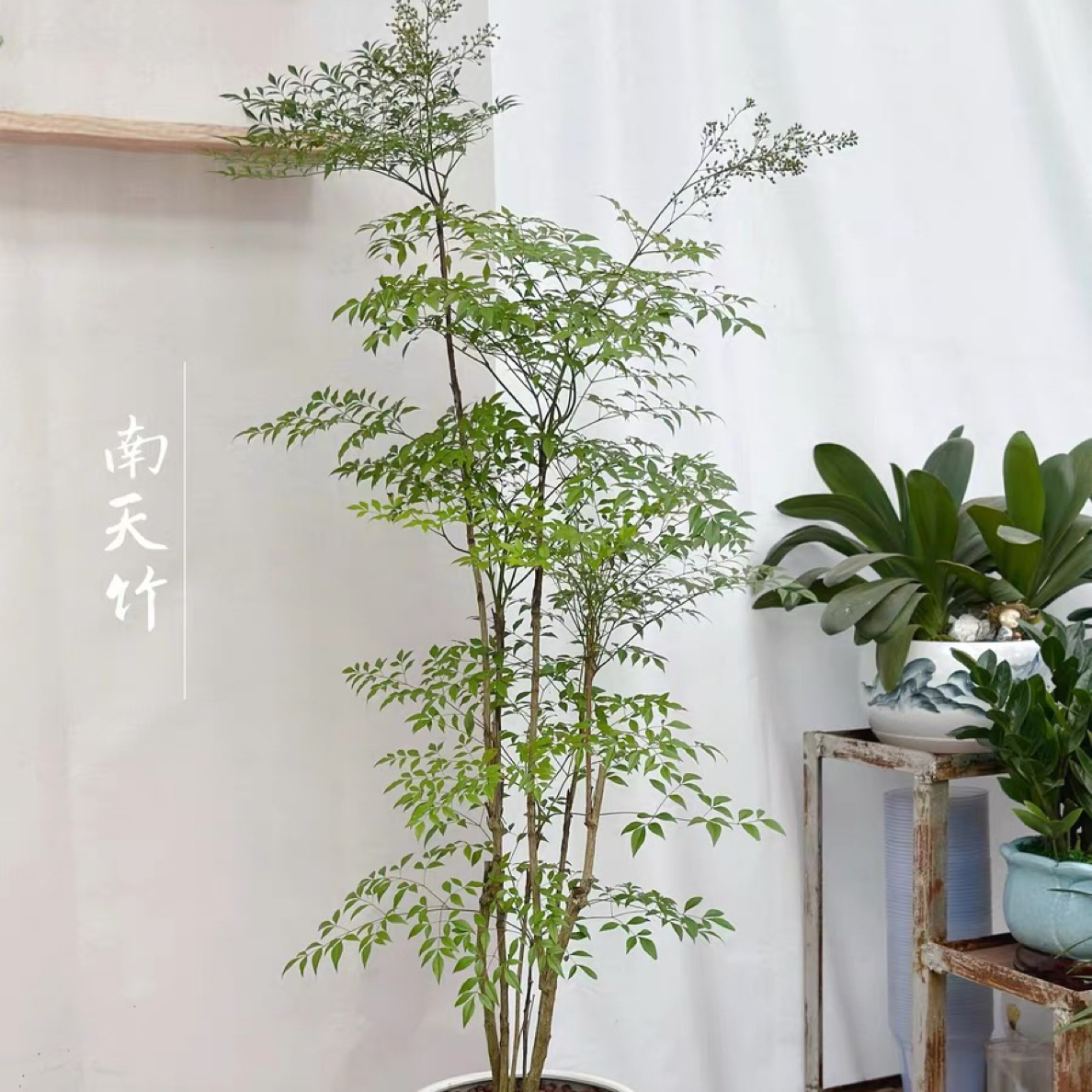 南天竹盆栽火焰红南天竹苗耐寒四季变色观叶花卉植物阳台花园花