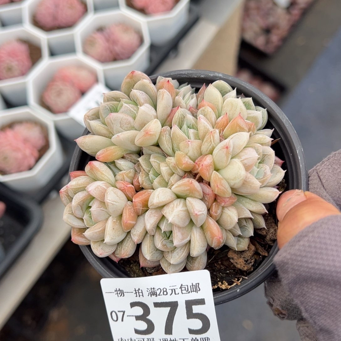 艾莎多肉多肉多肉多肉