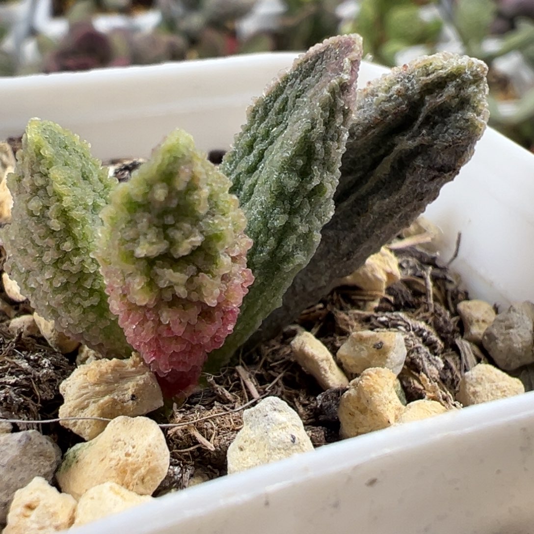 大叶型实生大苗多肉植物水泡